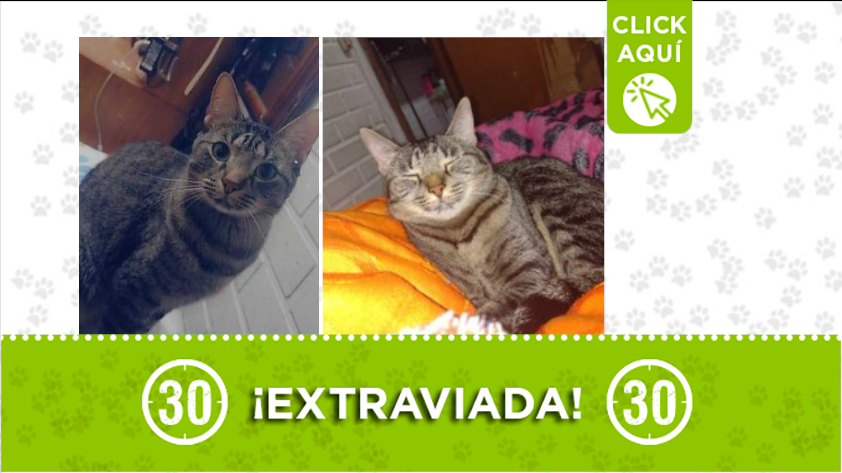 La gata 'Cloe' está extraviada por Belencito