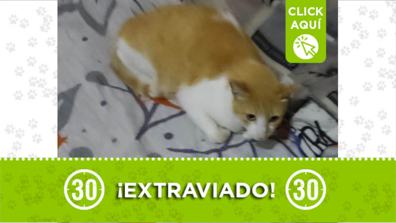 "Mono" se perdió en el barrio Tejelo de Medellín