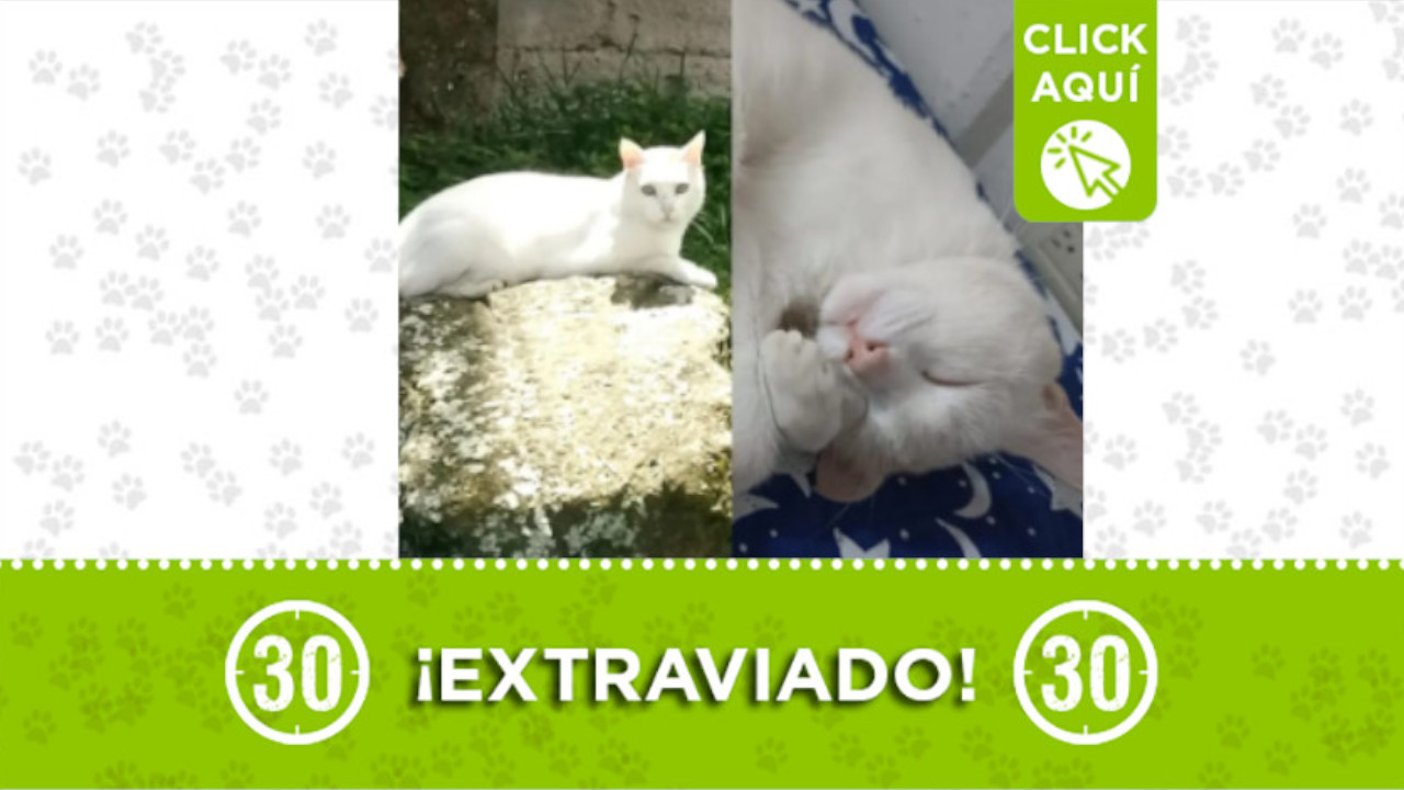 "Apolo" se perdió en el municipio de Bello