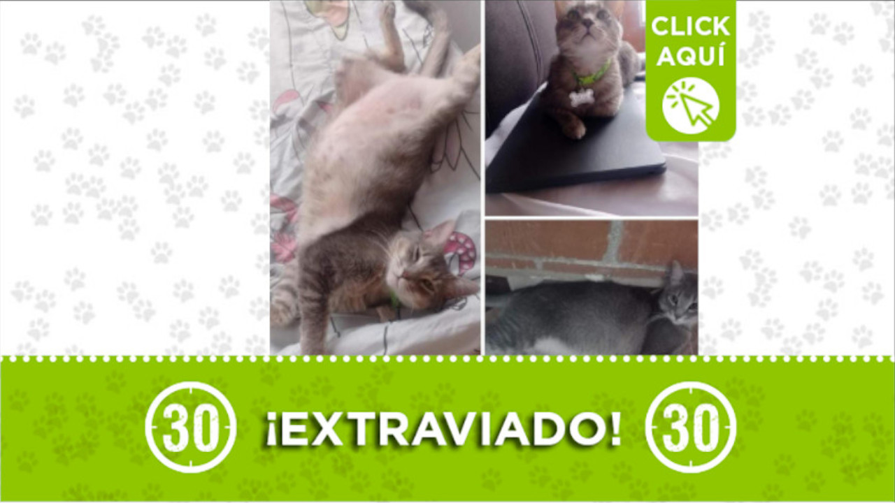 "Tilín" se perdió en el barrio Robledo Aures