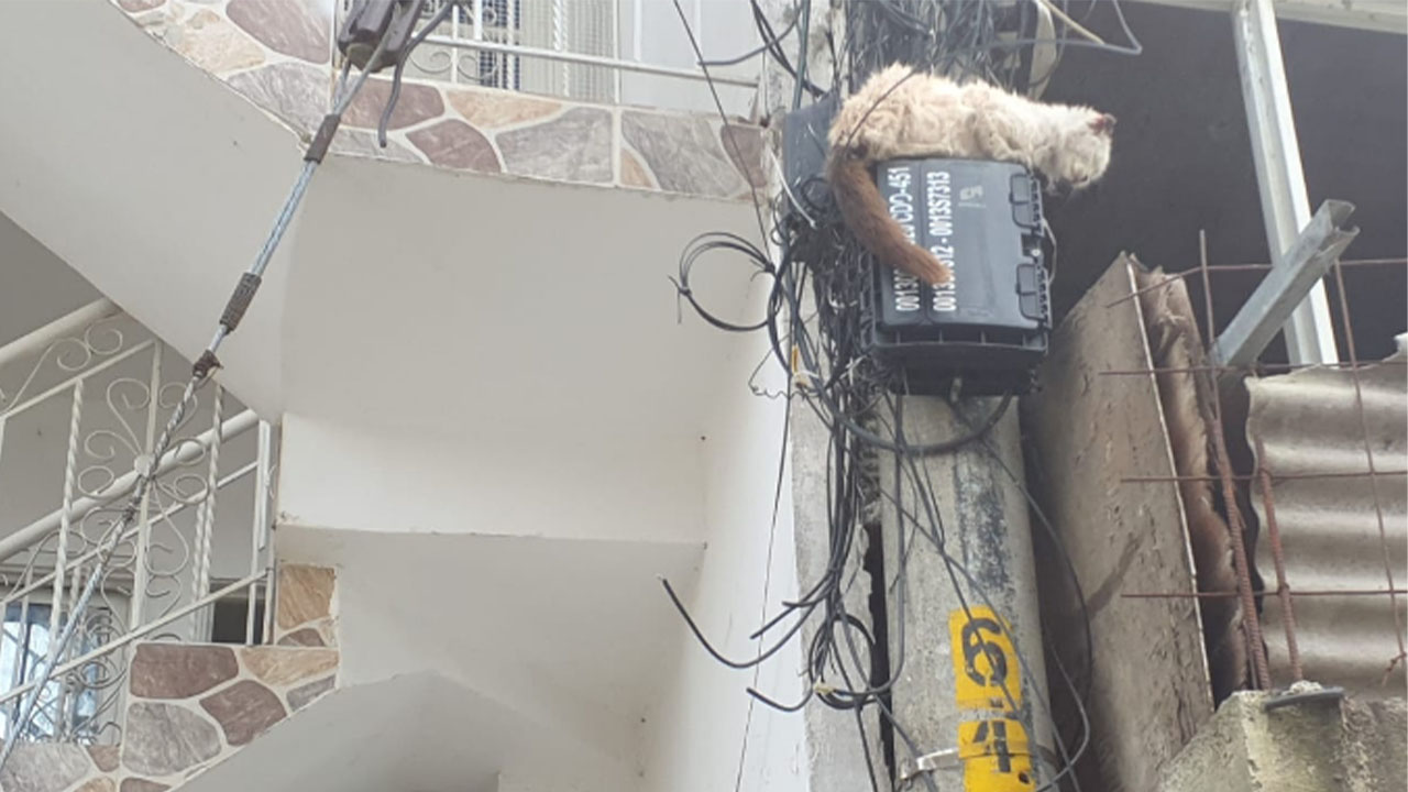 Rescataron un gato que estaba en poste eléctrico en Cali