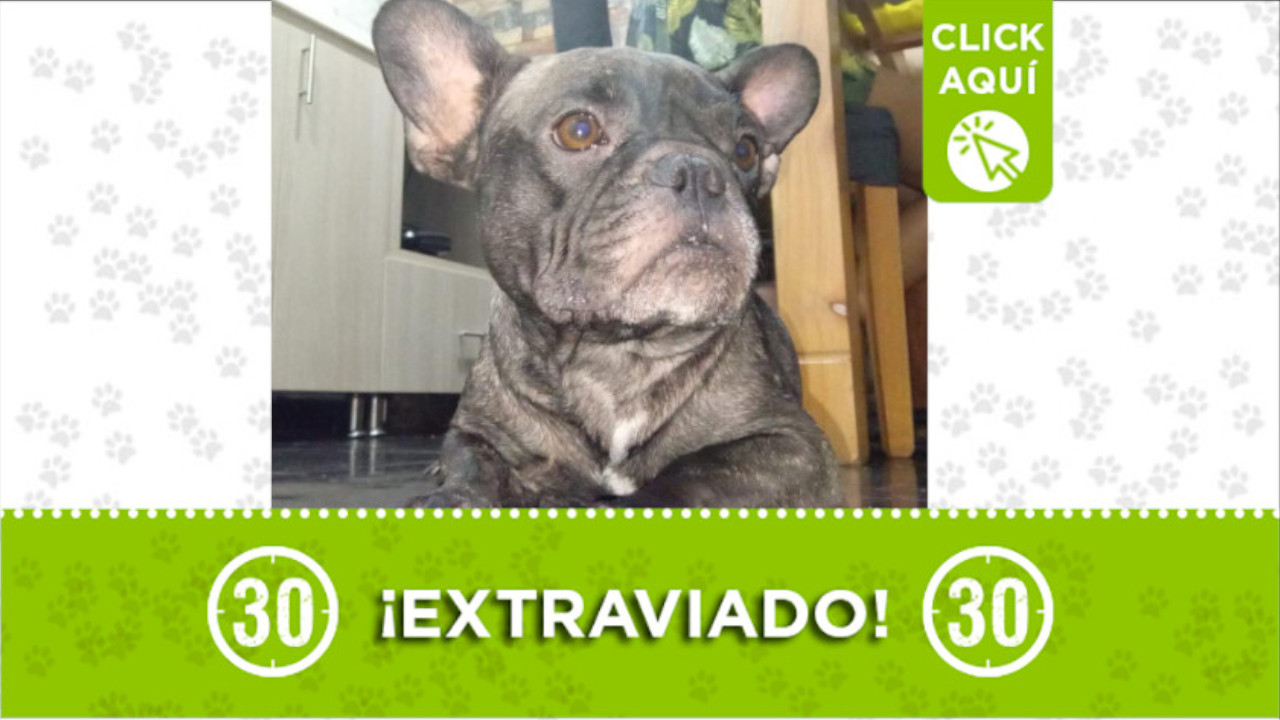 "Kim" se perdió en el barrio Villa del Socorro