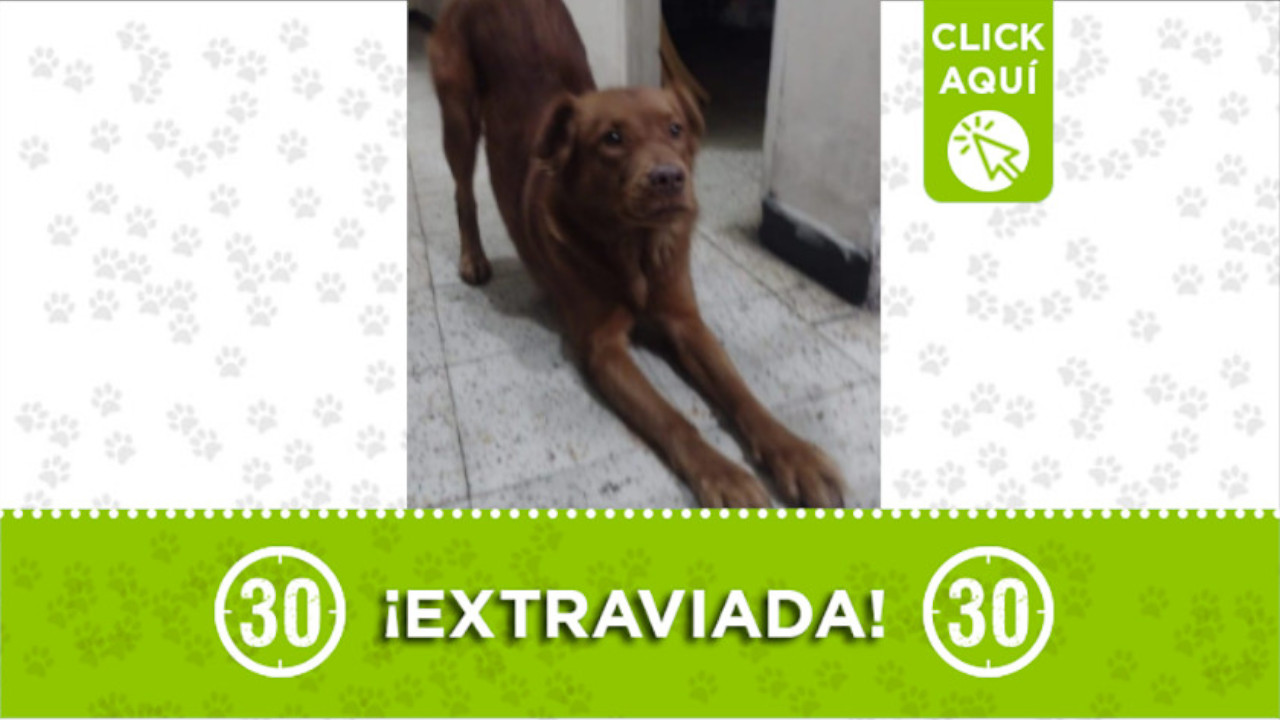 "Kira" se perdió en el barrio Manrique