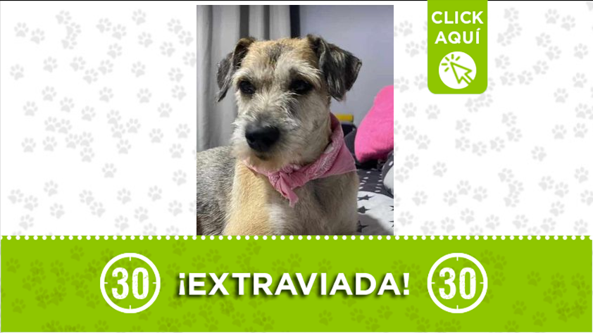 “Lola” está extraviada por Las Mercedes, Belén