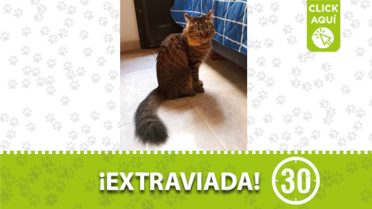 «Lupe» se perdió en el sector Santa María de Itagüí