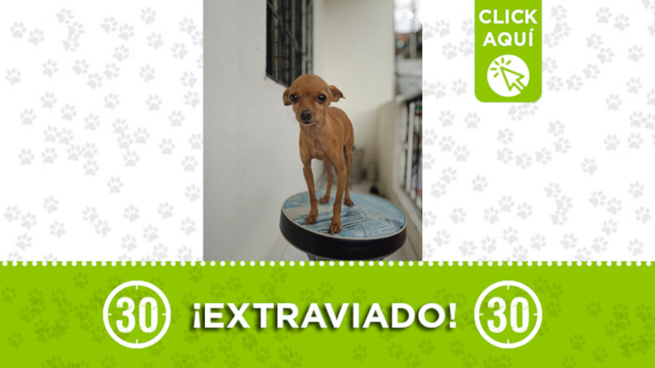 Desde el 8 de diciembre buscan a "Mathius" en Santa Cruz
