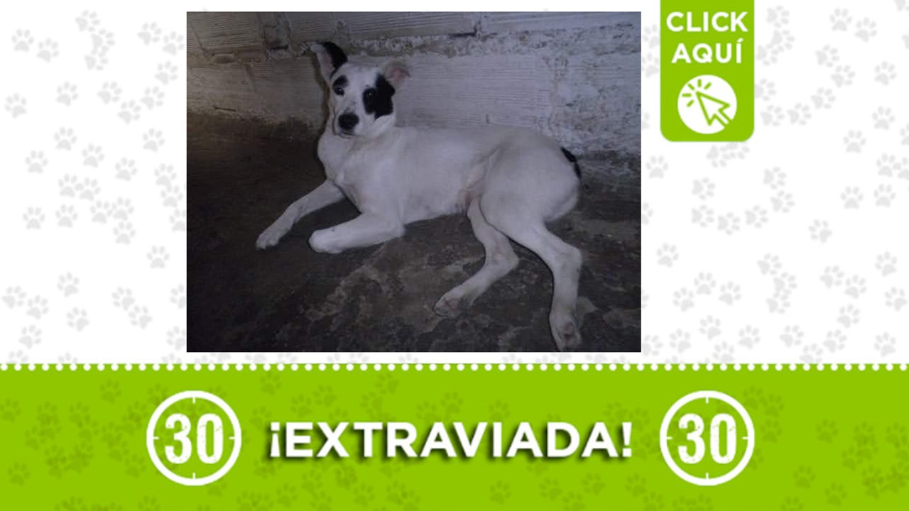 macarena no tiene colita