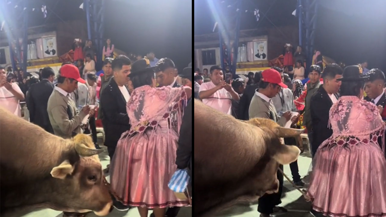 Madrina le regaló un toro por graduarse