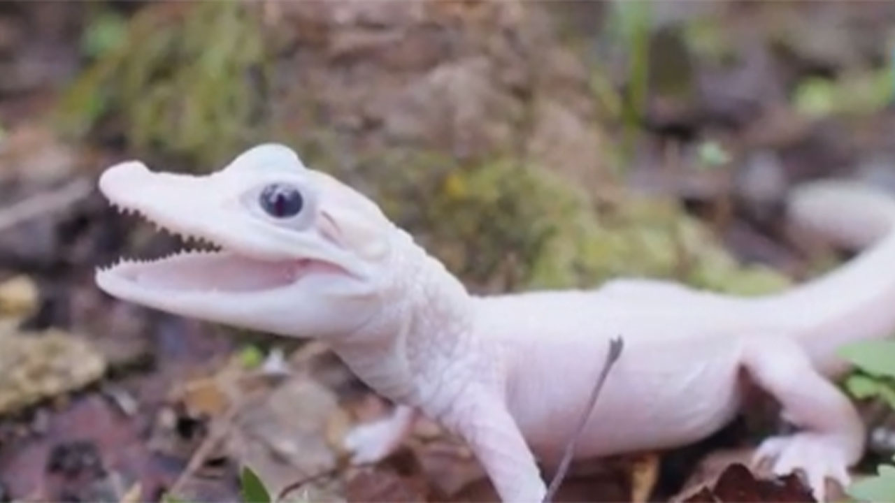 Caimán con leucismo nació en parque de Florida