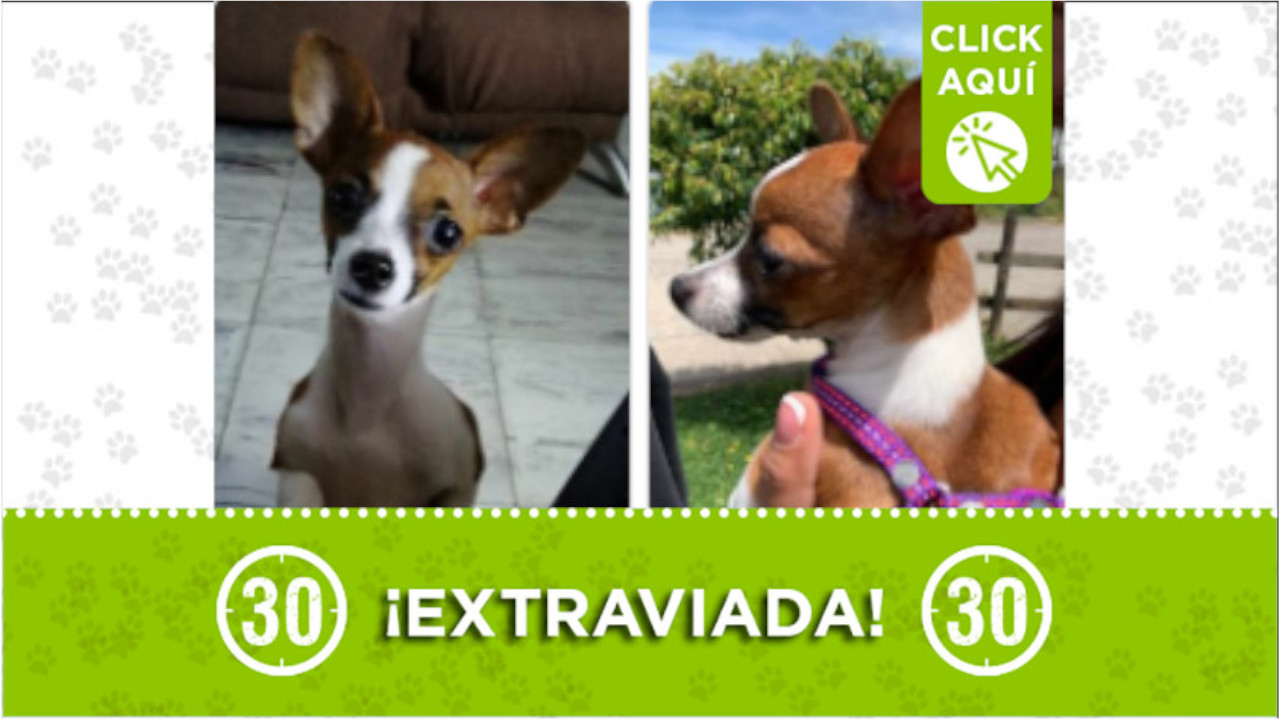 "Nala" se perdió en el barrio Cristóbal