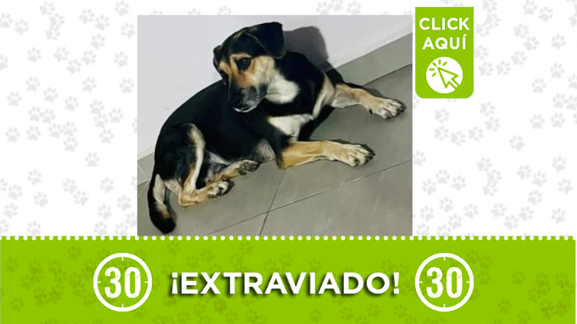 ¿Usted ha vista al perrito 'Niño'?