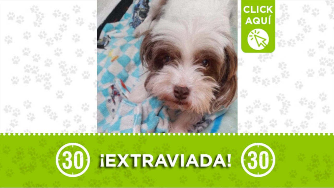 "Nova" se perdió en San Cristóbal, los dueños la buscan