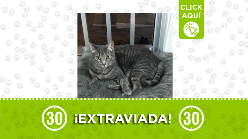 La gata 'Nube' se perdió por el barrio Belén La Nubia