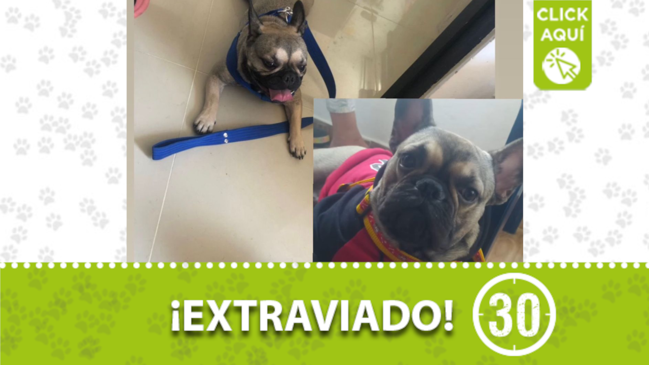 «Shooper» se perdió en Manrique Oriental