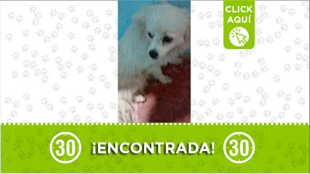 Esta perrita fue encontrada en el Oriente antioqueño