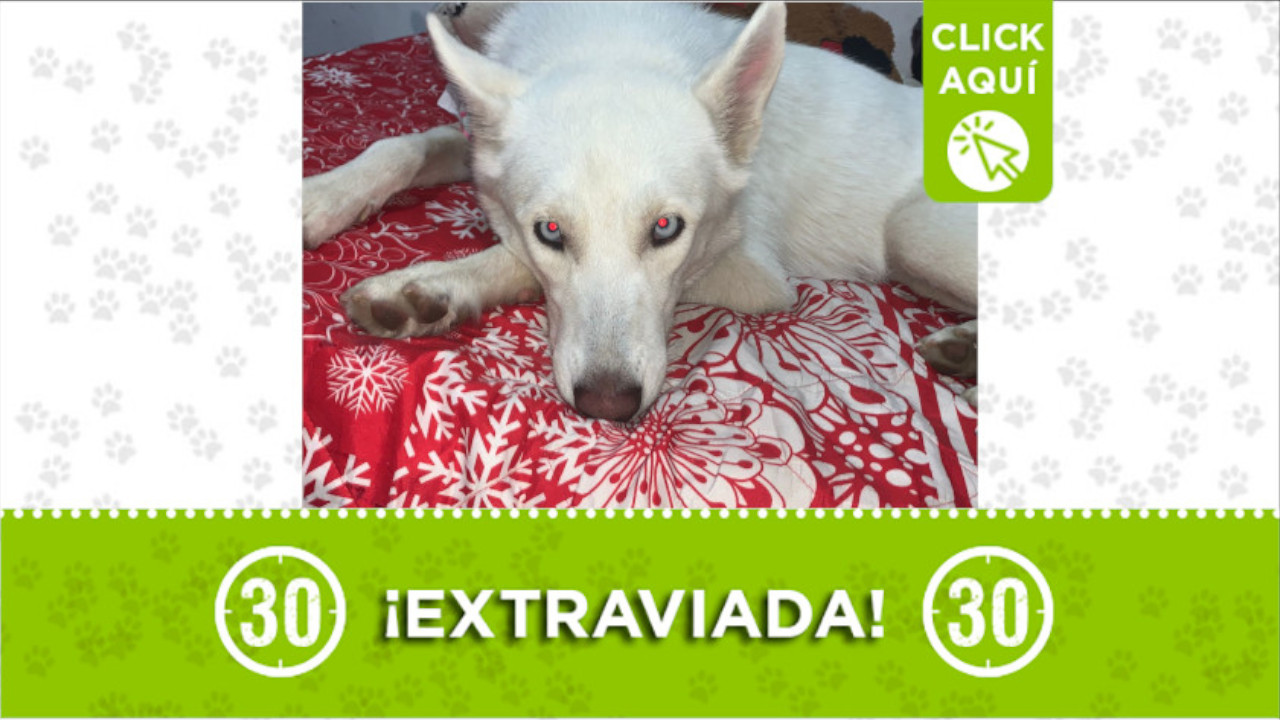 "Kiara" se perdió en el barrio Niquía Camacol