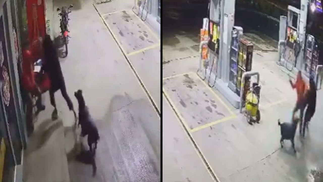 Perrita defendió a empleado de gasolinera de un delincuente