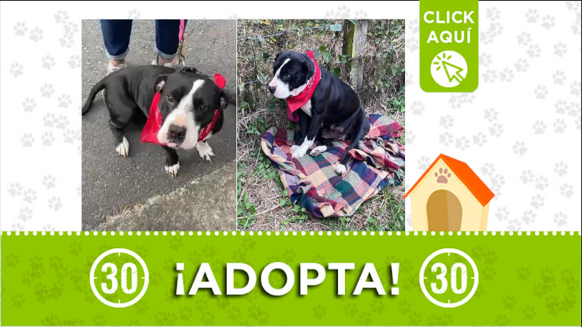 Perrita 'Tokio' busca familia ¿quiere adoptarla?