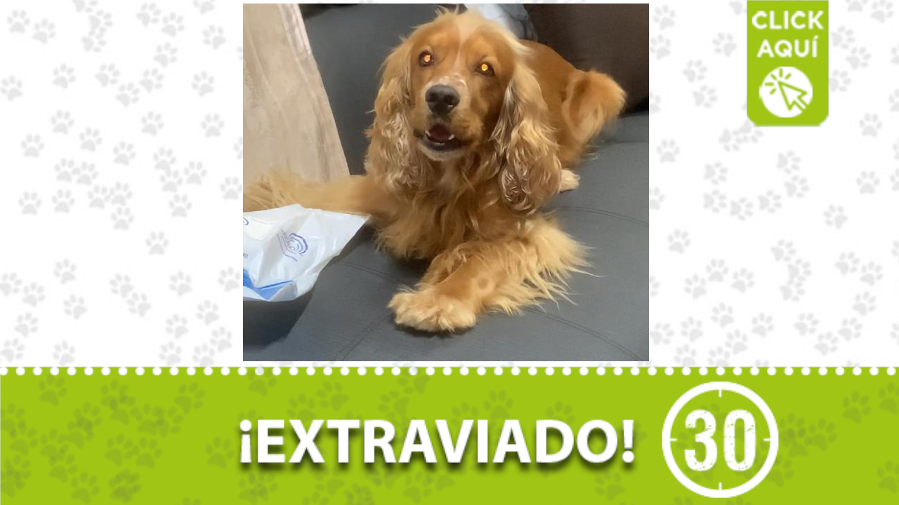 ¿Quién lo ha visto? este perrito llamado ‘Toby’ se perdió