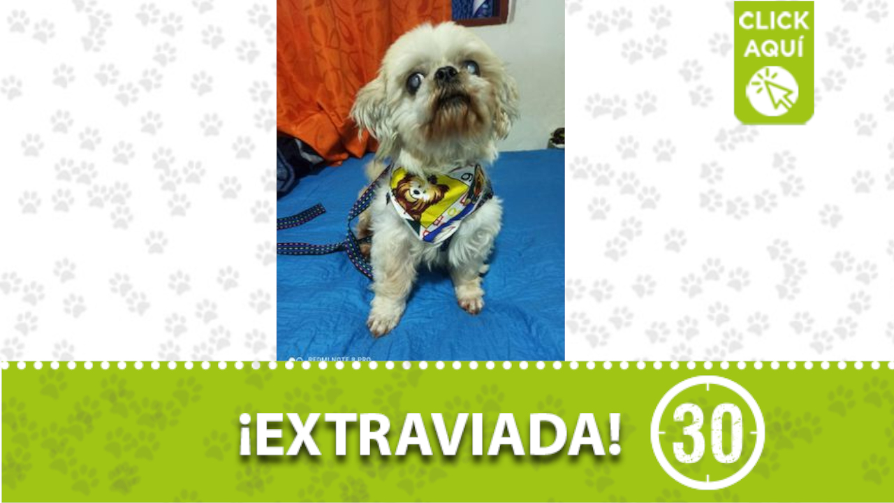 La perrita ‘Princesa’ se perdió en La Estrella