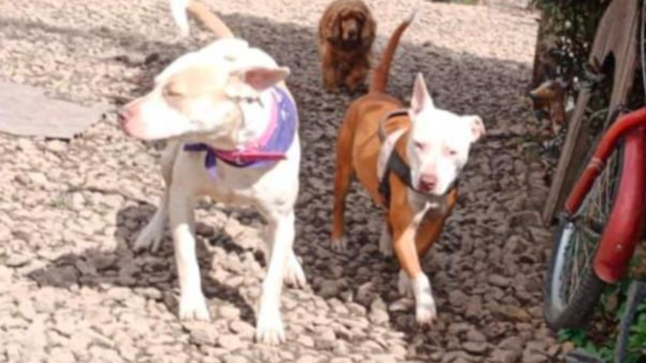 Alerta en Cajicá: 14 perritos han sido envenenados en el barrio Capellanía