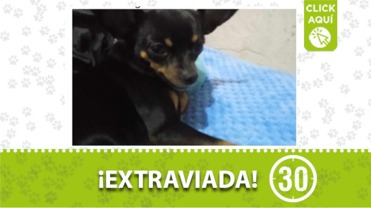 «Capty» se perdió en el barrio Manrique Central