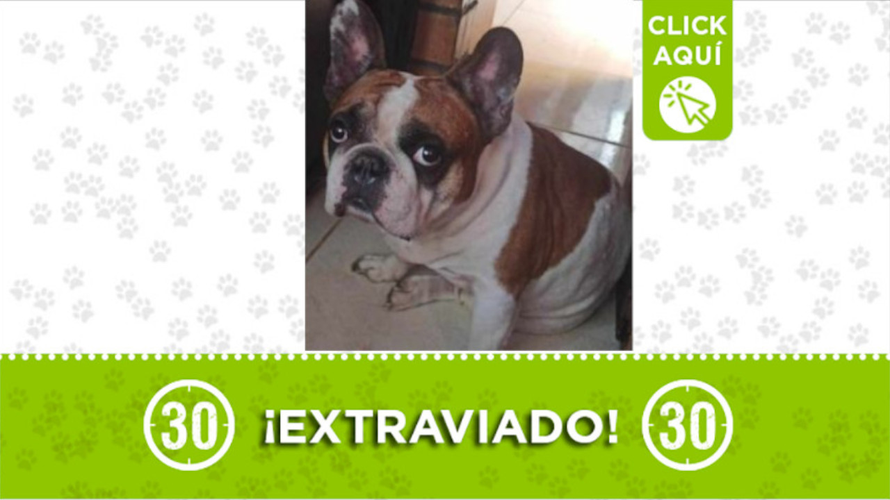 "Merengue" se perdió en el barrio Aranjuez