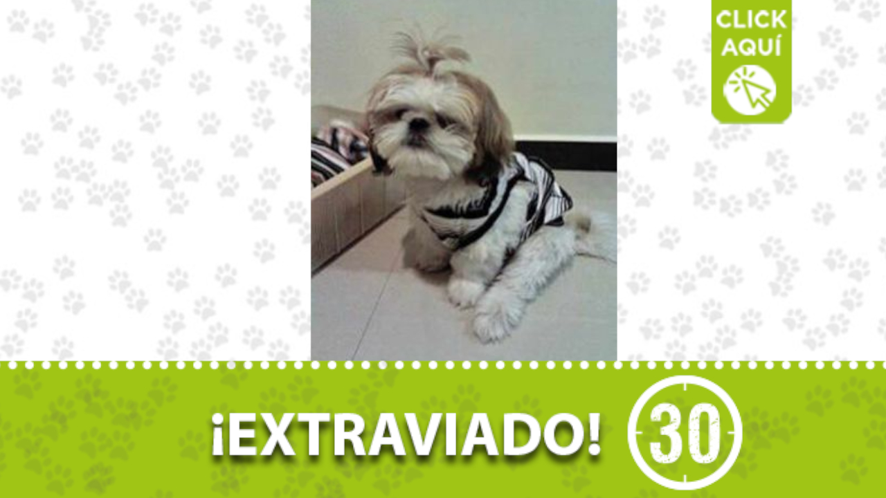 Maximus, se perdió en Manrique Jardín