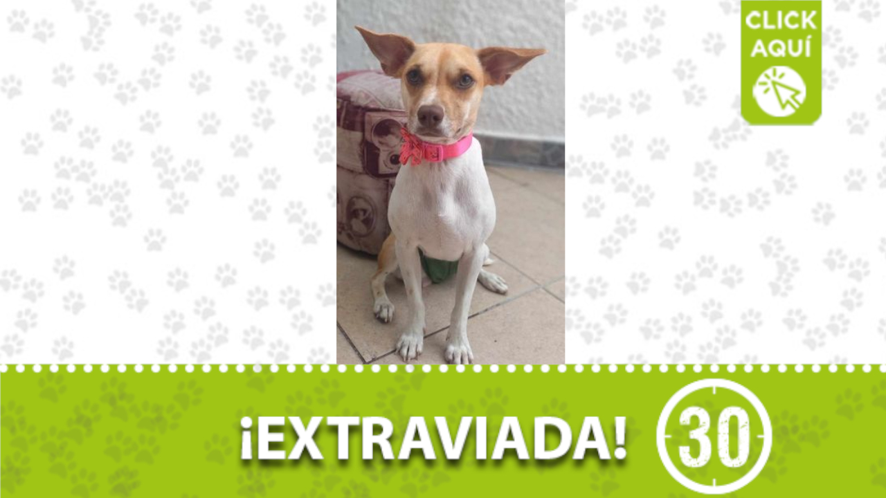 La perrita ‘Princesa’ se perdió por el barrio Cabañitas Bello