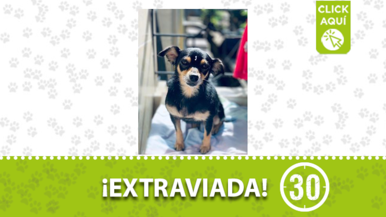 Sami se perdió en Itagüí ¿Nos ayudas a buscarla?