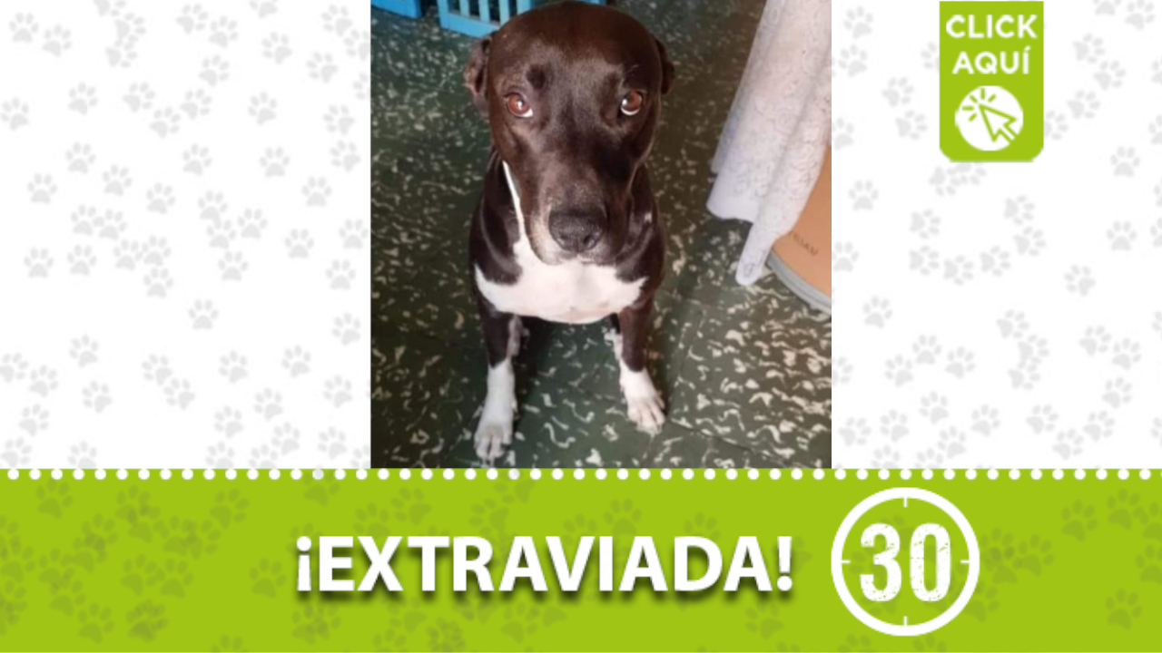 ‘Sasha’ se perdió en el barrio Manrique de Medellín
