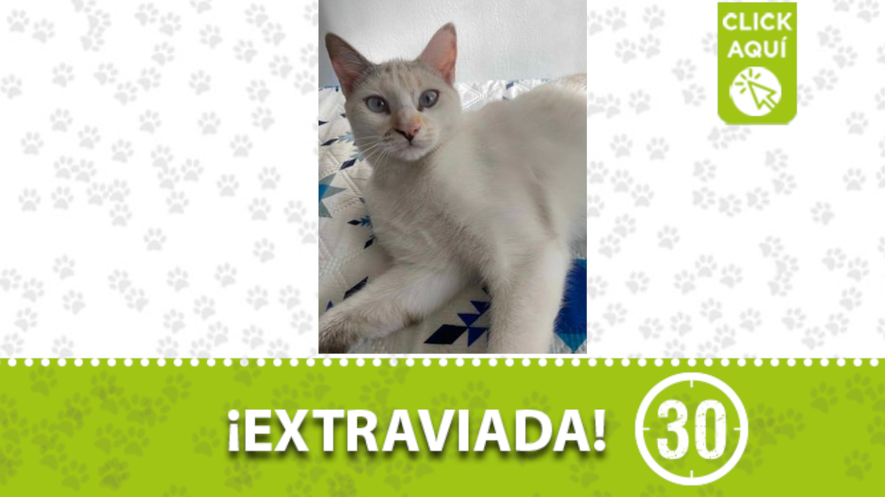 ‘Sayu’ está extraviada por Aranjuez