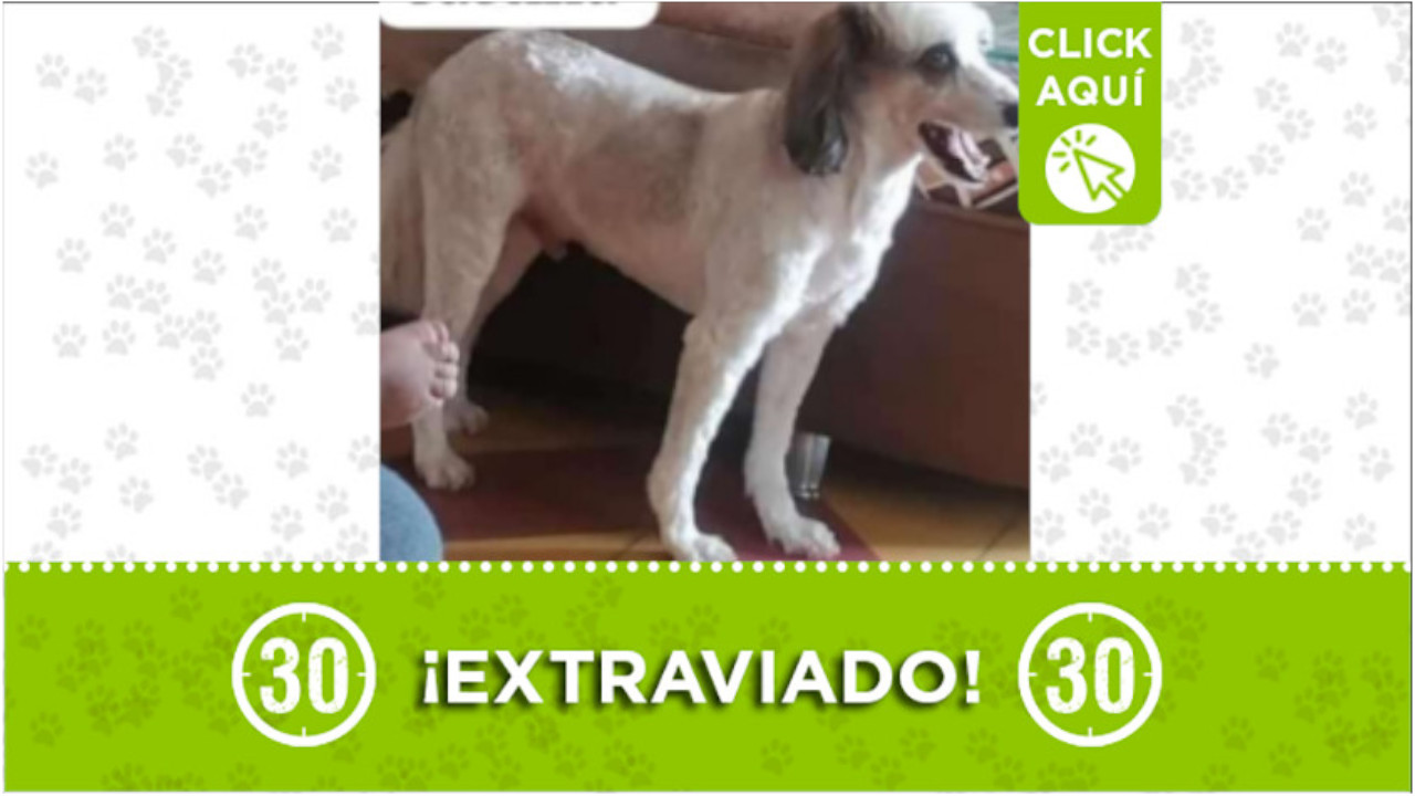 "Teo" se perdió en el barrio Castilla