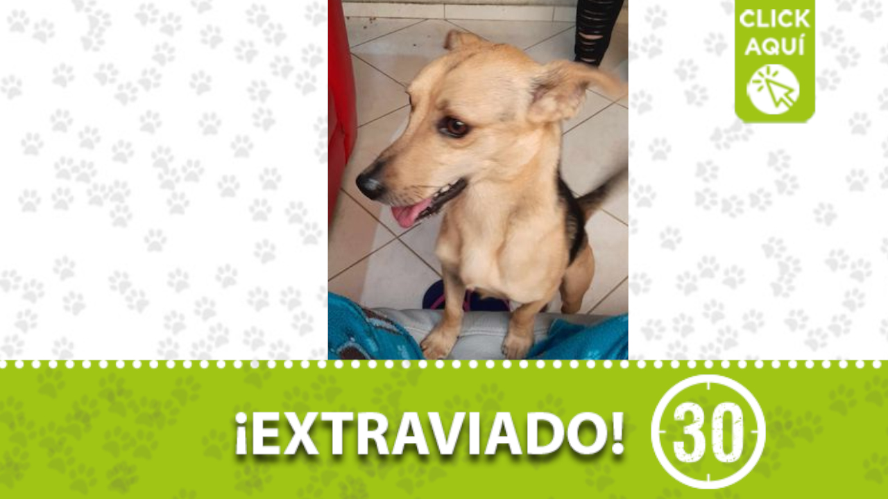 «Tobi» se perdió en Manrique