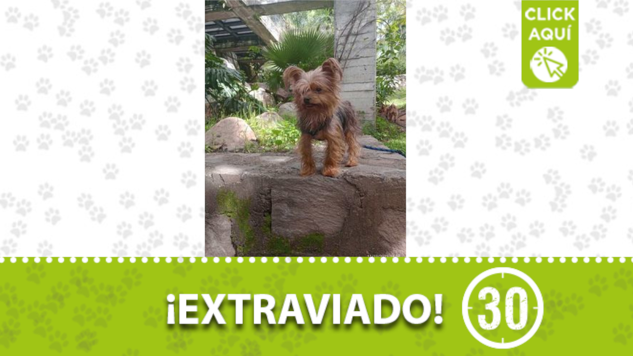 'Tomy' se perdió en el barrio Manrique Central