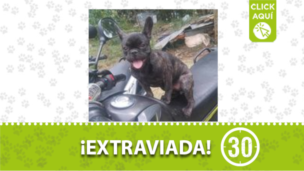 ‘Pucca’ se perdió en Robledo parte baja