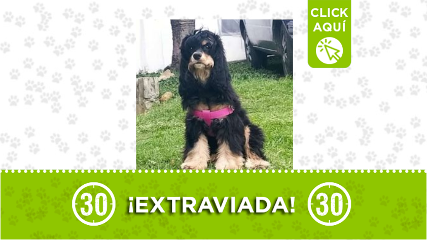 La perrita Zoe está perdida por el barrio Las Playitas