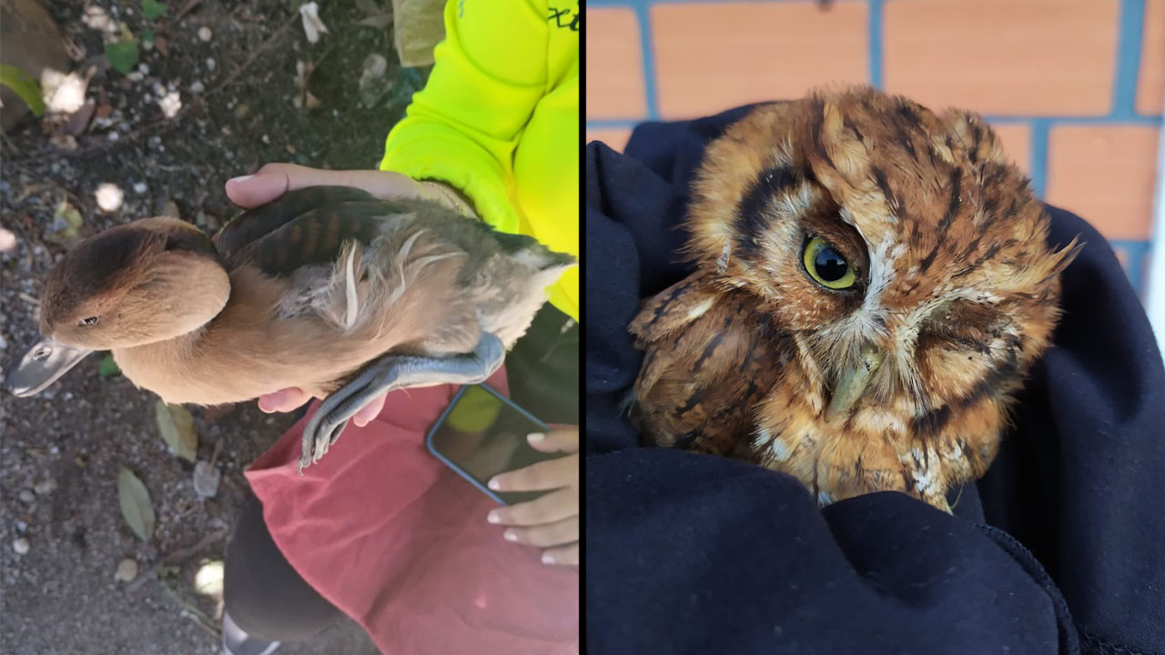 33 animales heridos por el uso de la pólvora en Antioquia