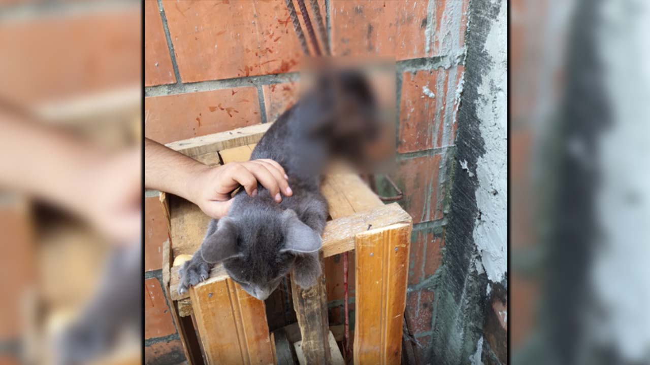 Bomberos rescataron a un gato atrapado en varillas