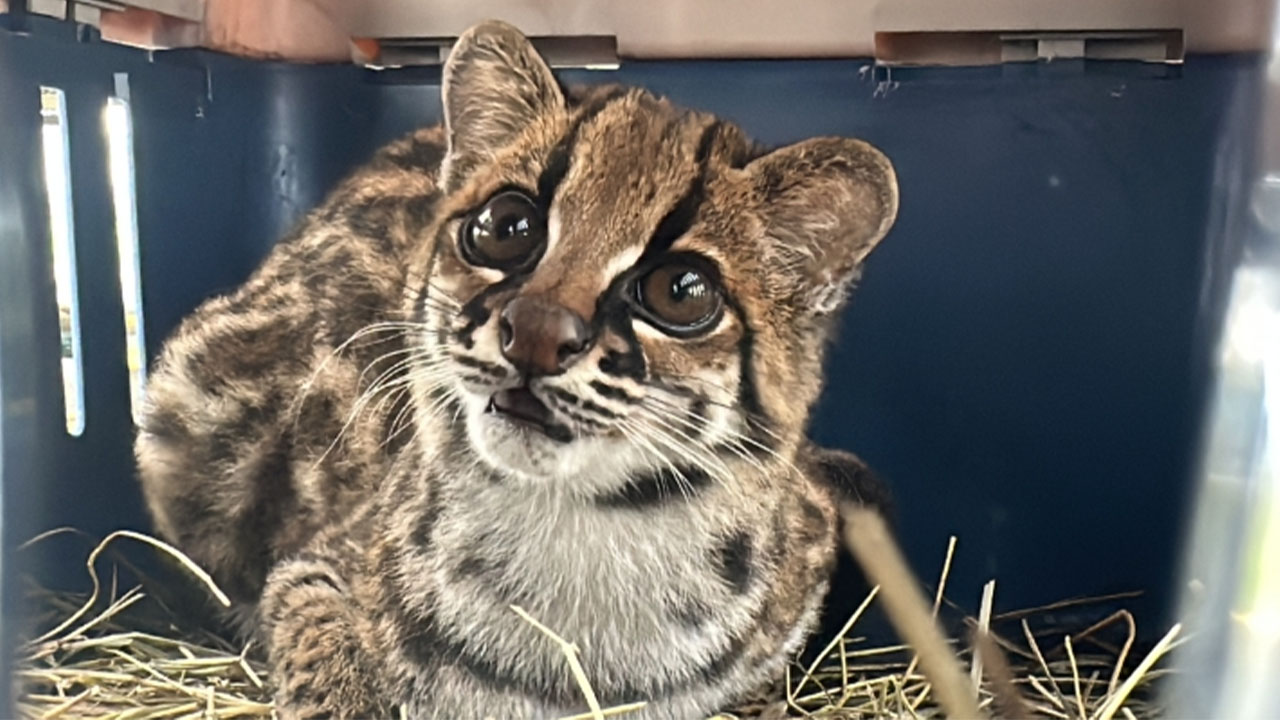 Tigrillo fue liberado en reserva natural del Sonsón