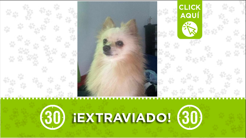 «Max» se perdió en Picacho. Sus dueños se encuentran preocupados por los ataques epilépticos que sufre y los medicamentos que necesita tomar.