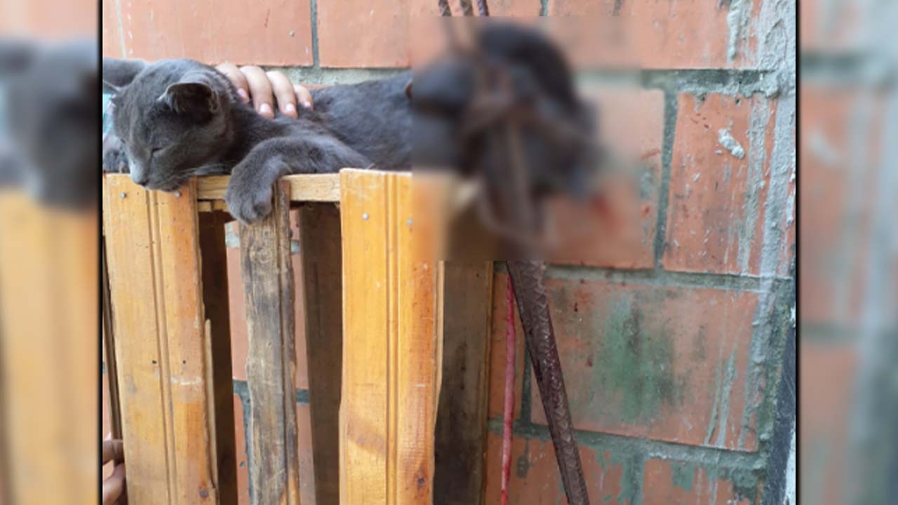 En el barrio Taller de Cali rescataron a un gato atrapado en varillas