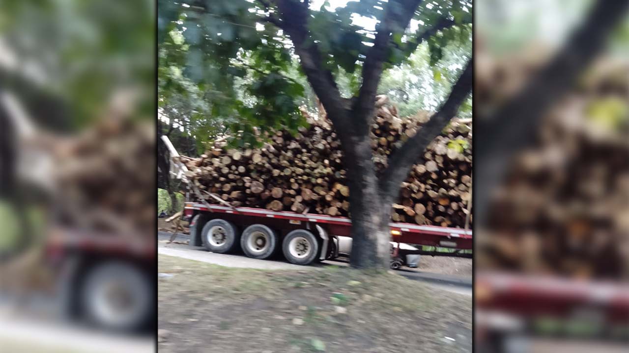Hay novedad en la avenida Regional
