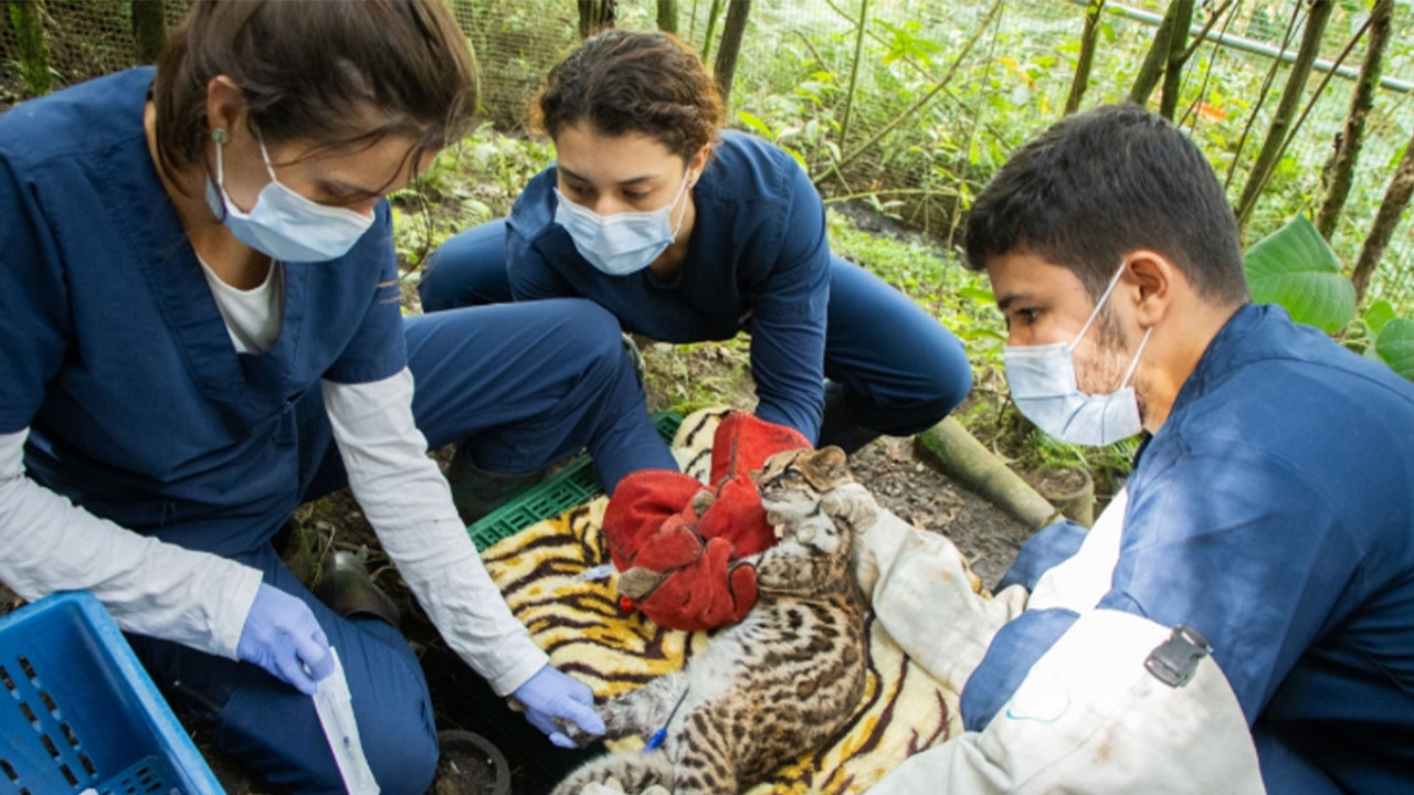 Tigrillo fue liberado en reserva natural del Sonsón