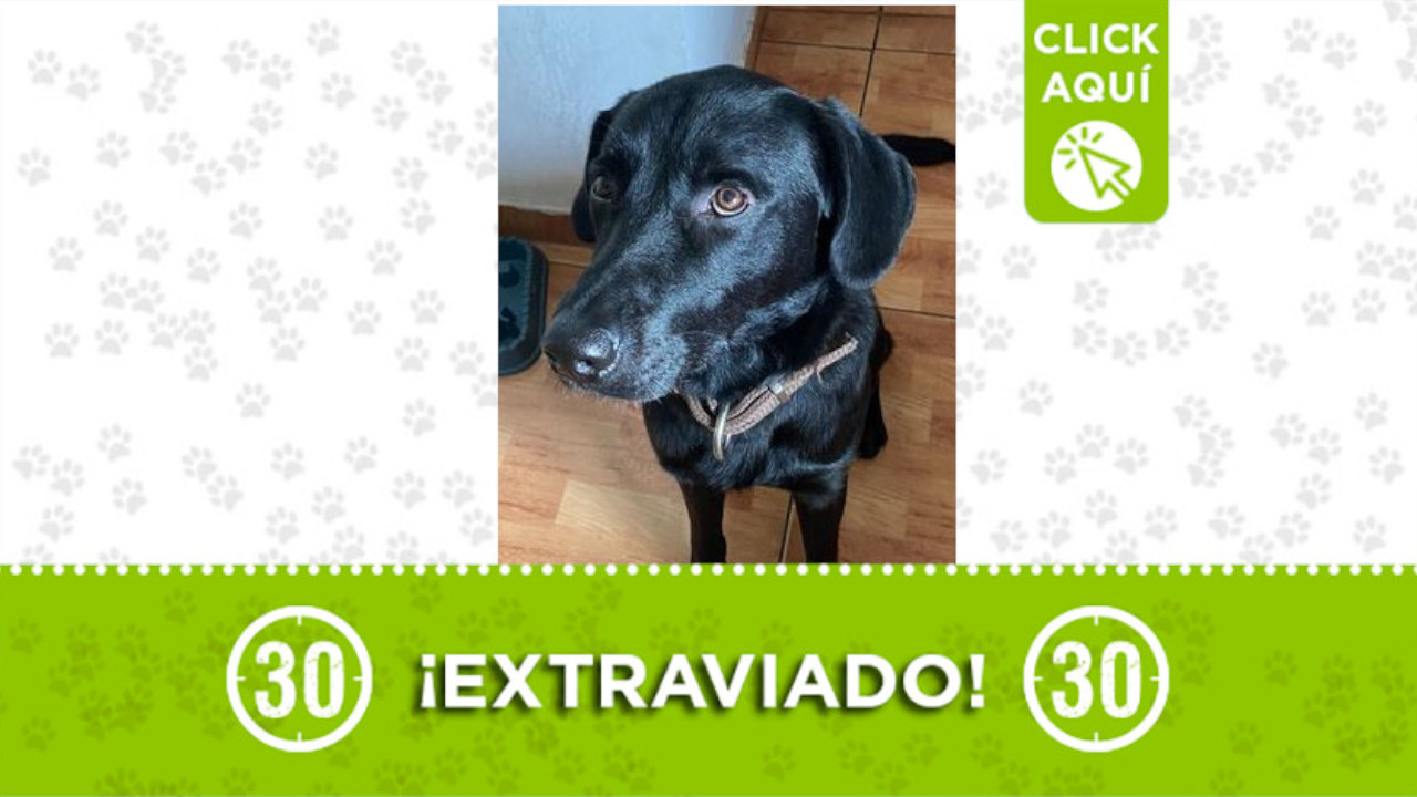 A este perrito lo están buscando en Aranjuez