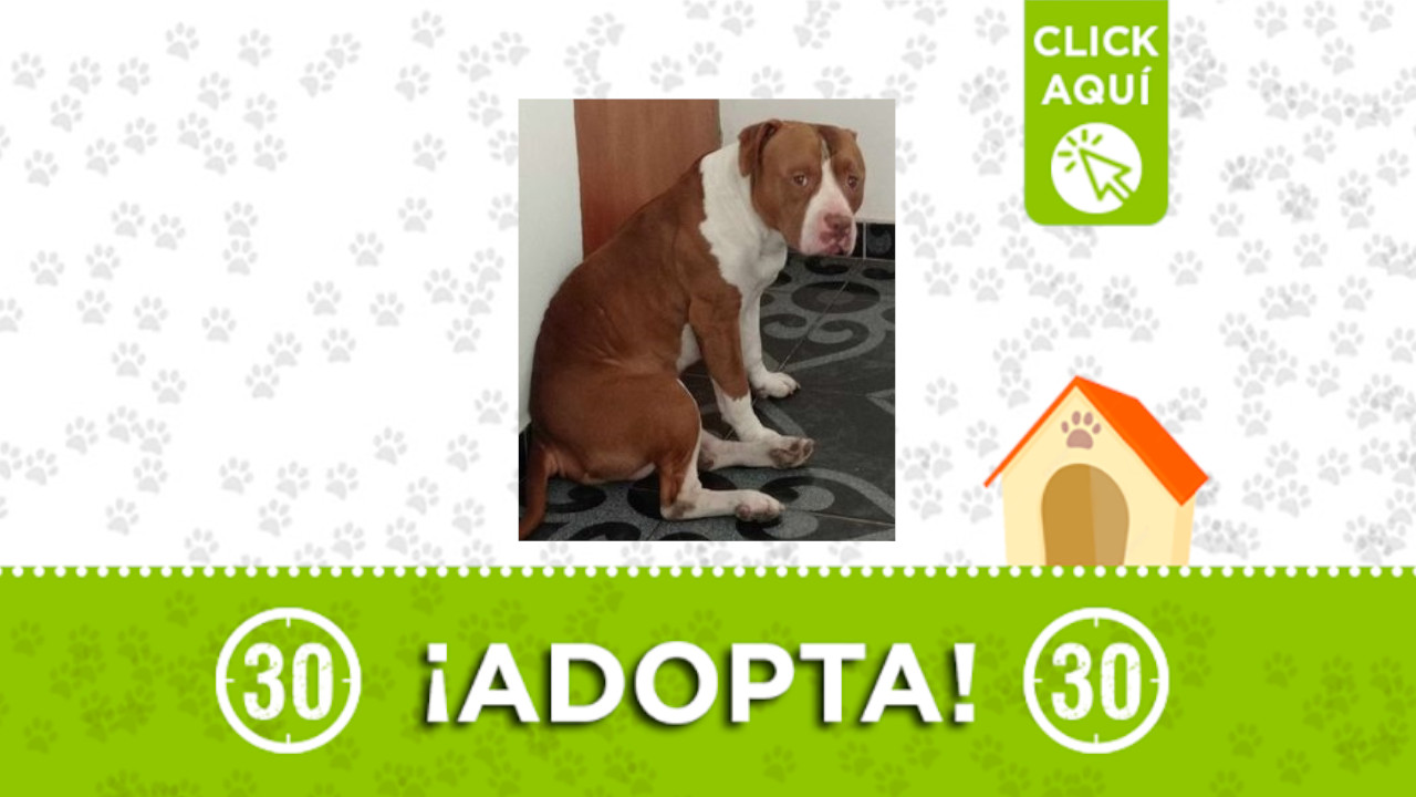 Este perrito busca una familia