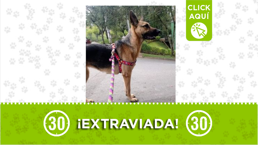 'Akira' está extraviada en por el barrio La Inmaculada