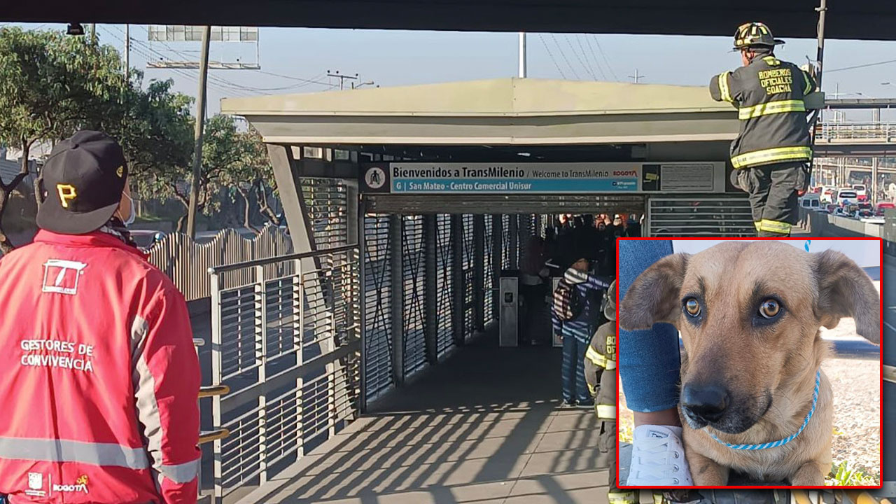 Bomberos recataron a perrito trepado en estación del Transmilenio
