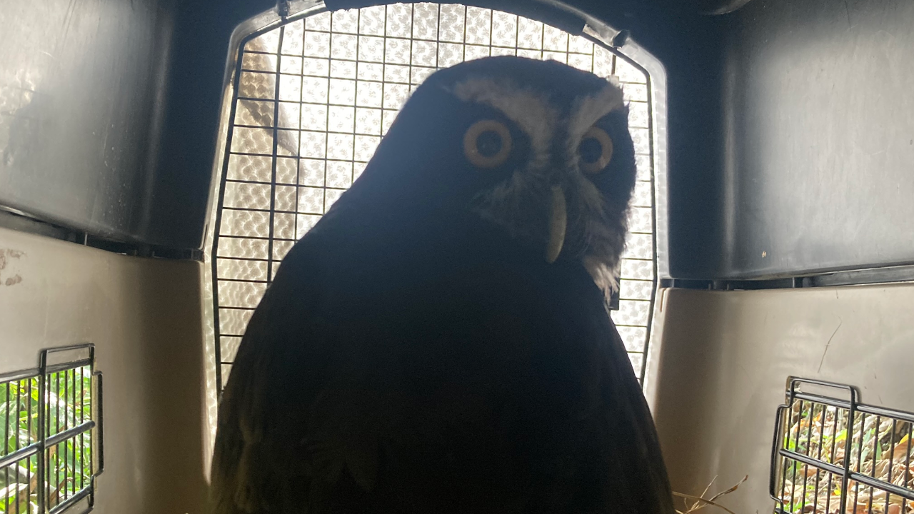 Nuevamente voló alto un búho de anteojos tras liberación en zona boscosa de Antioquia 1 Búho de anteojos fue liberado en zona boscosa de Antioquia