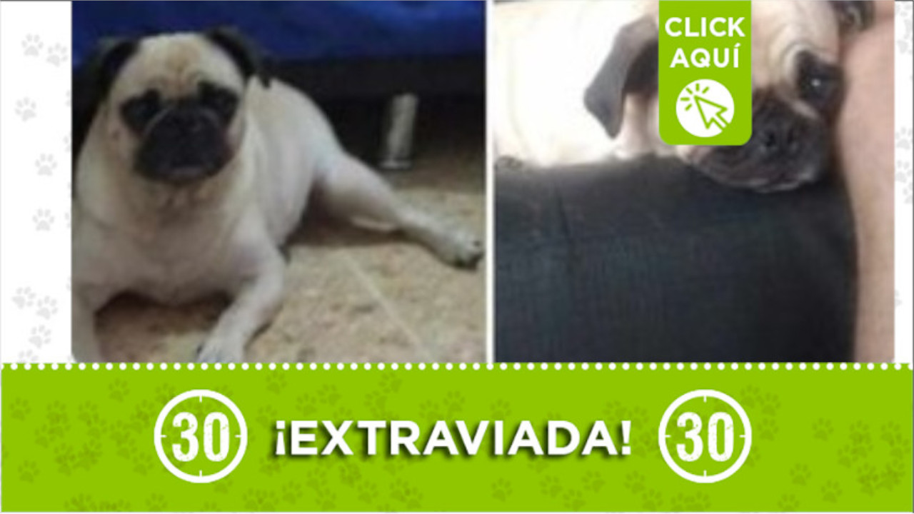 Buscan a esta perrita en cercanías a las estación Acevedo